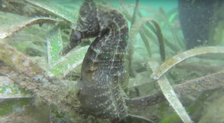 El extraordinario e inusual suceso tuvo lugar en la playa Little Beach en Nelson Bay, de Australia. (Imagen: Captura de YouTube)
