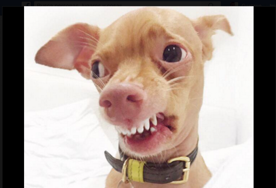 El perrito Tuna se volvi&oacute; famoso en las redes sociales por su enfermedad en la mand&iacute;bula. (Foto: Facebook/Tuna)&nbsp;