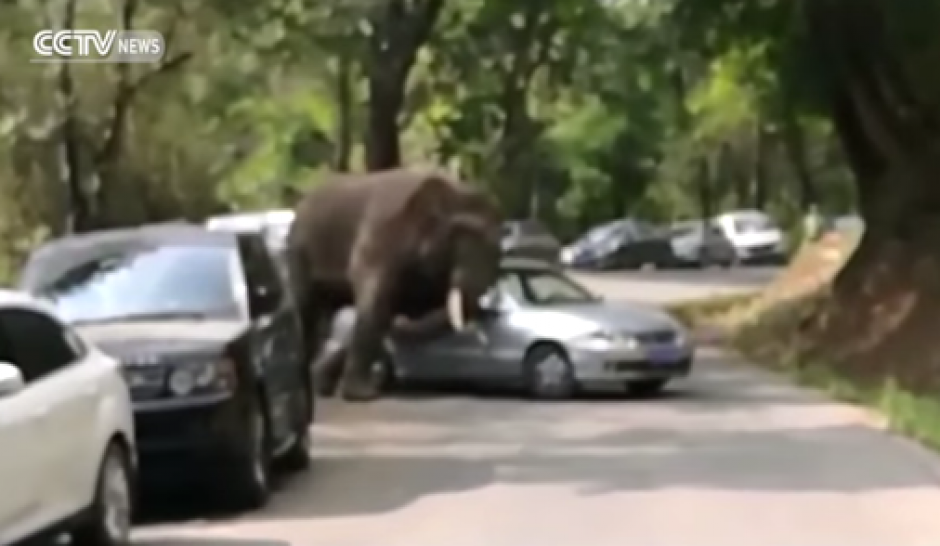 Elefante ataca furioso varios automoviles en Yunnan.