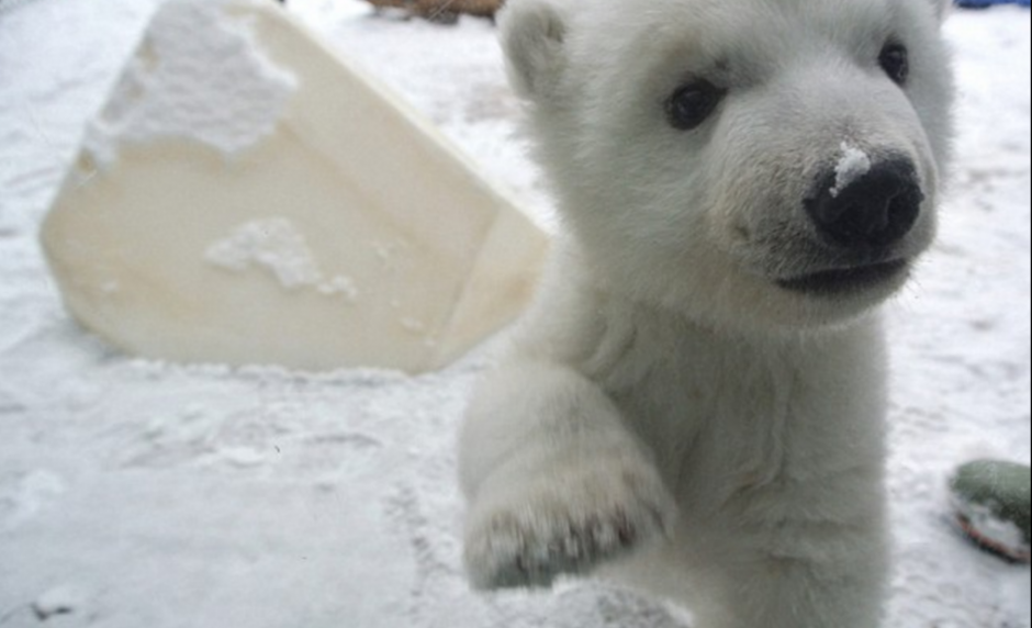 Un peque&ntilde;o oso polar cautiva a internautas con im&aacute;genes de su primer d&iacute;a en la nieve en el Zool&oacute;gico de Toronto, Canad&aacute;. (Foto: www.dailymail.co.uk)