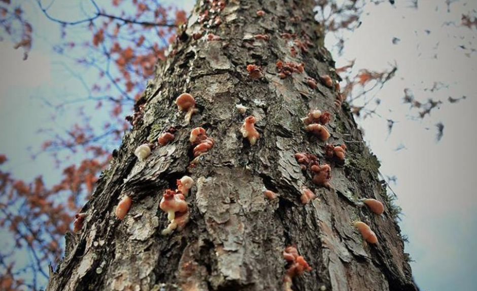 La plaga de gorgojo que afect&oacute; Honduras podr&iacute;a provocar un estado de Emergencia en Guatemala. (Foto: La Tribuna)&nbsp;