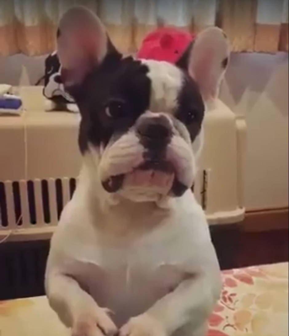 Parado en dos patas y con sus enormes ojos, este cachorro podr&iacute;a conseguir lo que quiera. (Imagen: Facebook/OMG Animals)