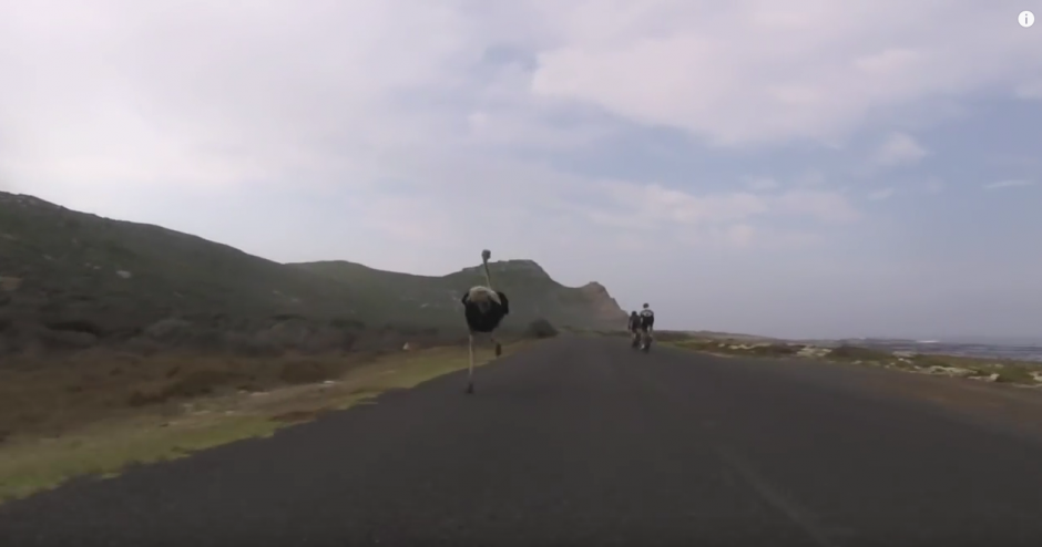Una avestruz corre a toda velocidad detr&aacute;s de dos ciclistas. (Imagen: Oleksiy Mishchenko/YouTube)