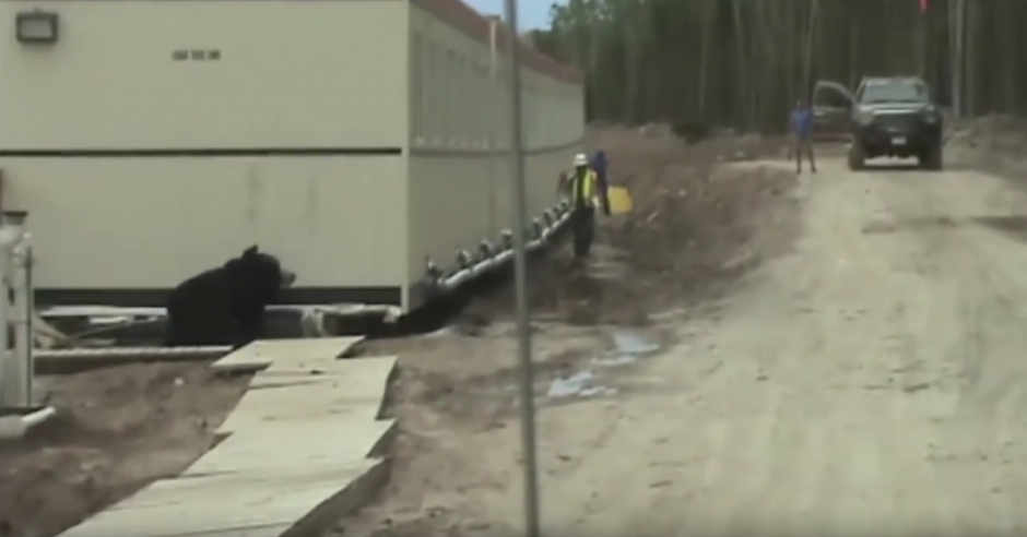 Un trabajador camina tranquilamente sin darse cuenta de la presencia de un oso. (Imagen: Czubson Tommy)