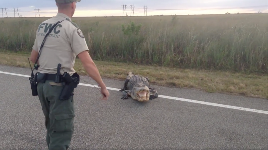 Polic&iacute;as lograron que el reptil retornara a la zona pantanosa sin causar incidentes. (Foto: Captura de Facebook)