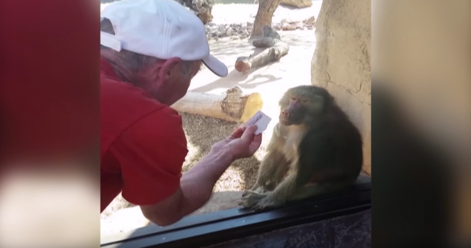 Un babuino mira con atenci&oacute;n la mano de un hombre. (Foto: America's Funniest Home Videos/YouTube) 