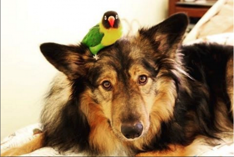 Noir el ave y el perro Jackson, son amigos inseparables. (Imagen: Instagram/wolfspitzen)