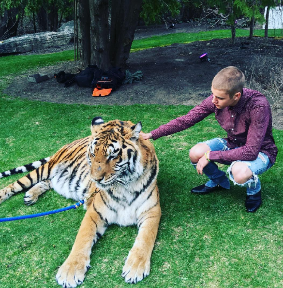 Justin pos&oacute; junto a un tigre en la fiesta de compromiso de su padre. (Foto: Instagram/@justinbieber)