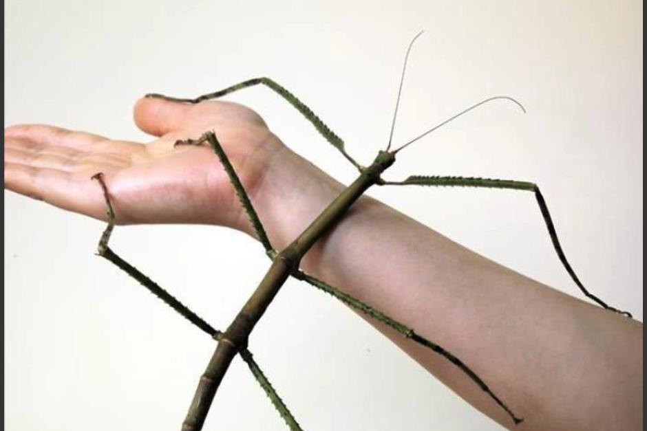 Una investigadora encontr&oacute; un insecto palo y mide m&aacute;s de 62 cent&iacute;metros. (Foto: Xinhua)