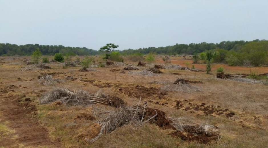 Las plantaciones fueron colocadas de forma irregular. (Foto: Conap) 