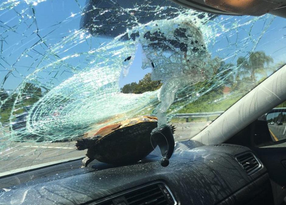 El percance se registr&oacute; en una carretera de Florida, Estados Unidos. (Foto:&nbsp;Nicole Marie Bjanes/Facebook)