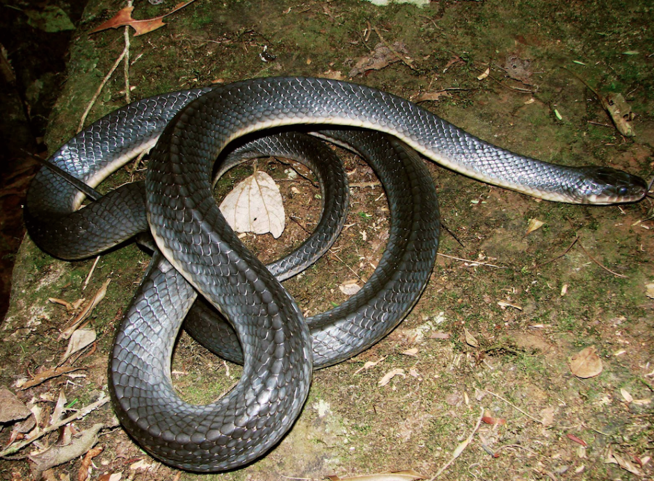 Un ornit&oacute;logo buscaba grabar el nacimiento de unos pichones pero serpiente lo impidi&oacute;. (Foto:&nbsp;Familia Dipsadidae)