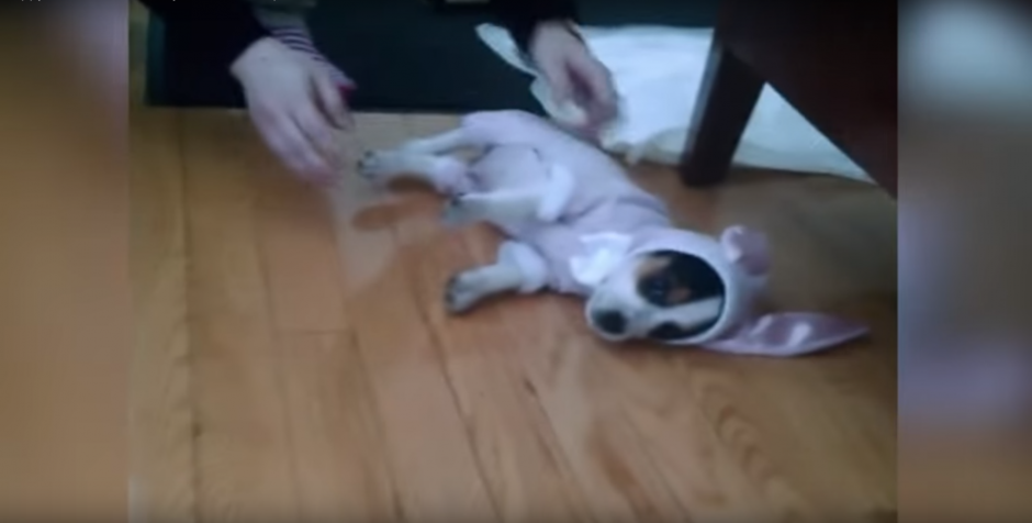Algunos cachorros no est&aacute;n destinados a ser conejitos. (Foto: Captura de Pantalla/Youtube)