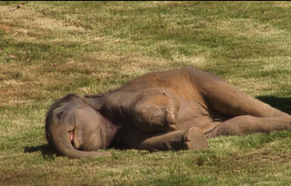 El peque&ntilde;o elefante no quer&iacute;a levantarse, por lo que su madre tuvo que pedir ayuda a los cuidadores del lugar. (Imagen: Captura de pantalla)