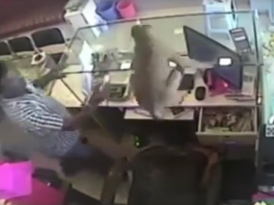 El mono se llev&oacute; el equivalente a 150 d&oacute;lares en rupias. (Foto: captura de YouTube)