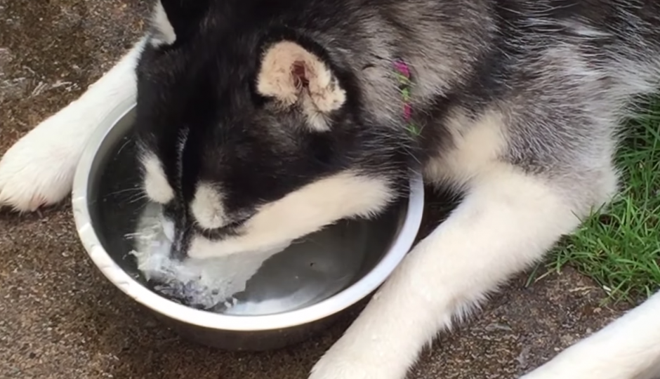 El perro hace burbujas con una peculiar forma. (Foto: Captura YouTube)&nbsp;