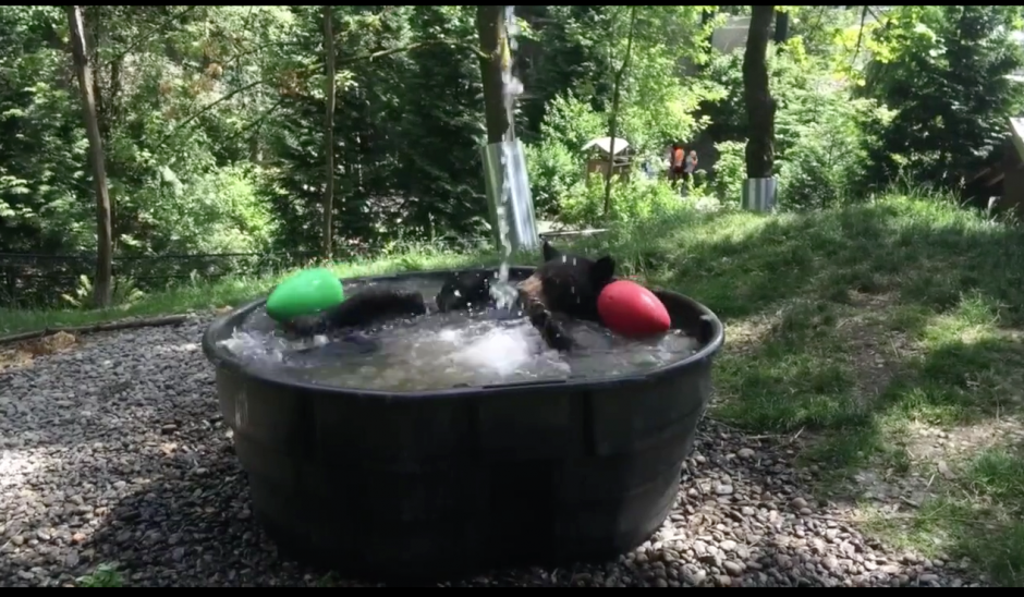 El oso disfruta de un d&iacute;a caluroso para echarse un buen chapuz&oacute;n. (Captura Facebook)