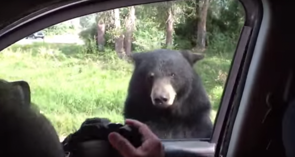 El oso negro abre la puerta de un auto en un parque natural de Estados Unidos. (Foto: Captura YouTube)&nbsp;