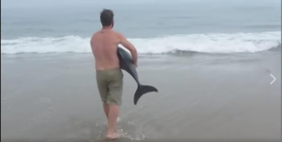 Un un hombre le salv&oacute; la vida a un beb&eacute; delf&iacute;n que hab&iacute;a encallado en las costas de la playa de Paaltjies, en Walvis Bay, Namibia. (Foto: Captura de Pantalla) 