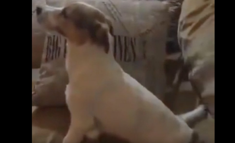 El perro observa la pel&iacute;cula El Conjuro mientras su due&ntilde;o lo graba. (Foto: Captura YouTube) 