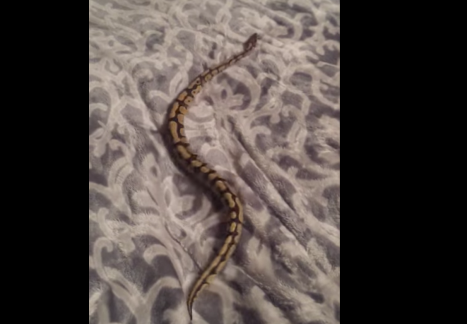 Una serpiente no se puede desplazar sobre una manta de lana. (Captura de pantalla: Chris B. YouTube)