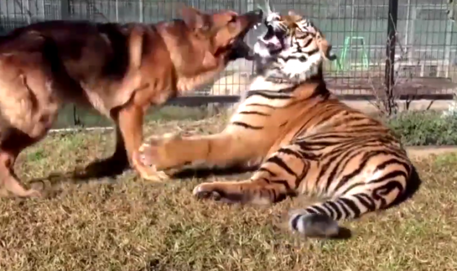 Kinwah y Rumble son amigos desde hace varios a&ntilde;os. (Imagen: Captura de pantalla)