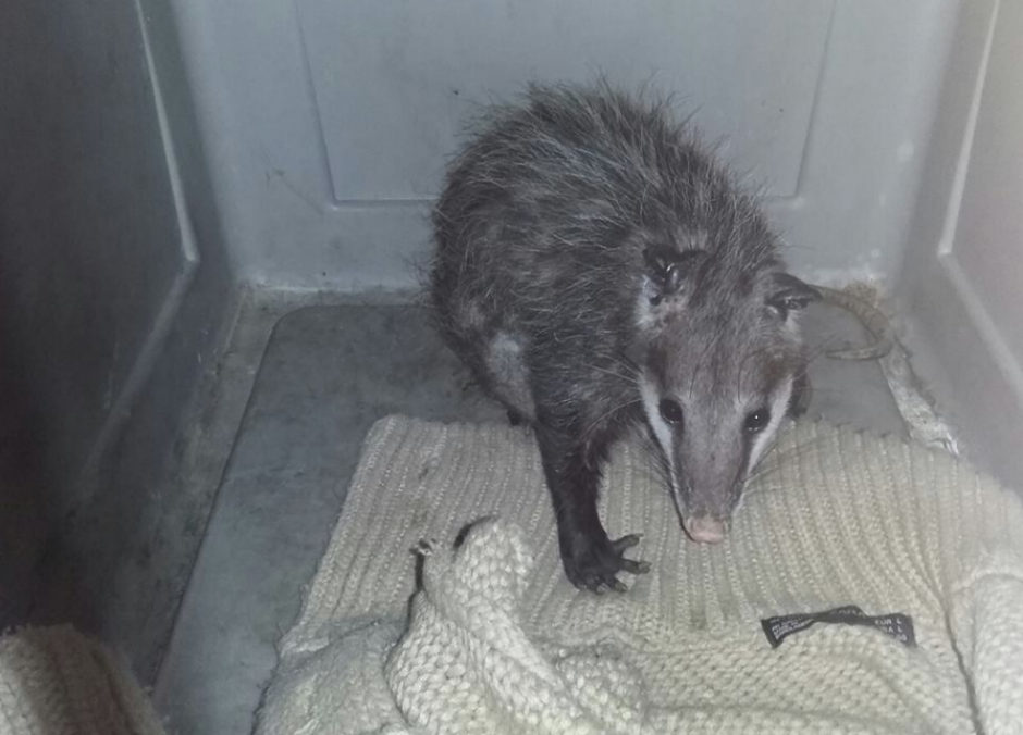 Una zarig&uuml;eya dio a luz a seis cr&iacute;as en el Metro de la Ciudad de M&eacute;xico. (Foto:&nbsp;Metrocdmx/Facebook)