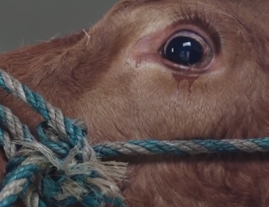 La vaca, llamada Emma, llor&oacute; y sorprendi&oacute; a todos. (Imagen: Captura de pantalla)