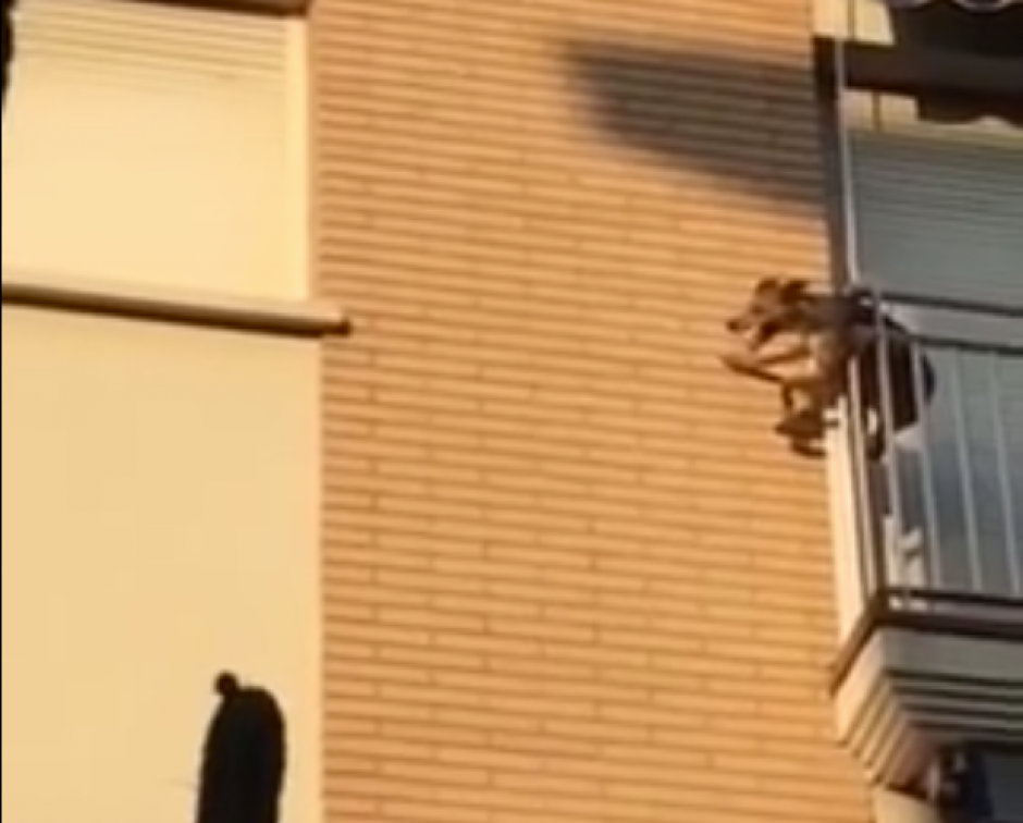 Un perro se lanza de un balc&oacute;n. (Captura de pantalla: Facebook/ Policia Local Polinya)