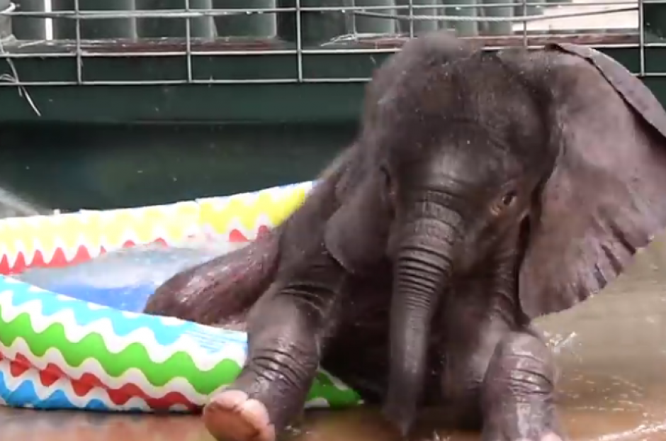 Un elefante juguet&oacute;n fue el protagonista de un tierno ba&ntilde;o en un zool&oacute;gico. (Foto: eldiariony.com)