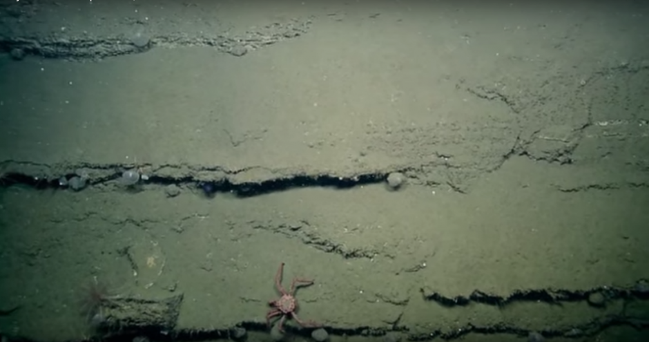 El hallazgo tuvo lugar cerca de la costa sur de California. (Imagen: Captura de YouTube)