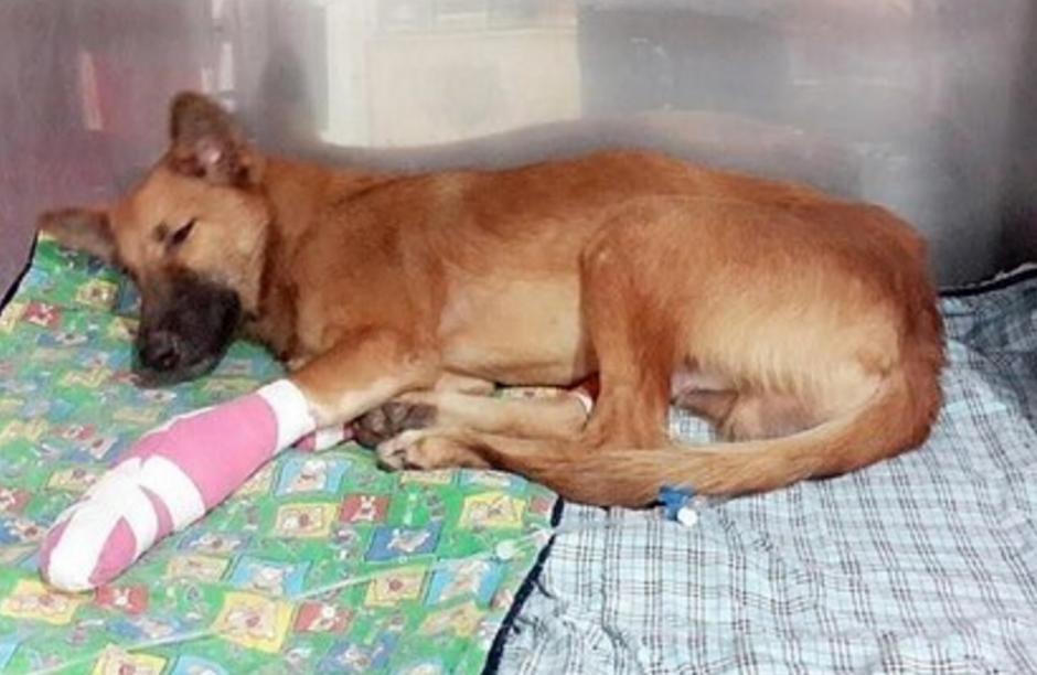 La perrita llamada Cola fue operada. (Foto:  Soi Dog Foundation)