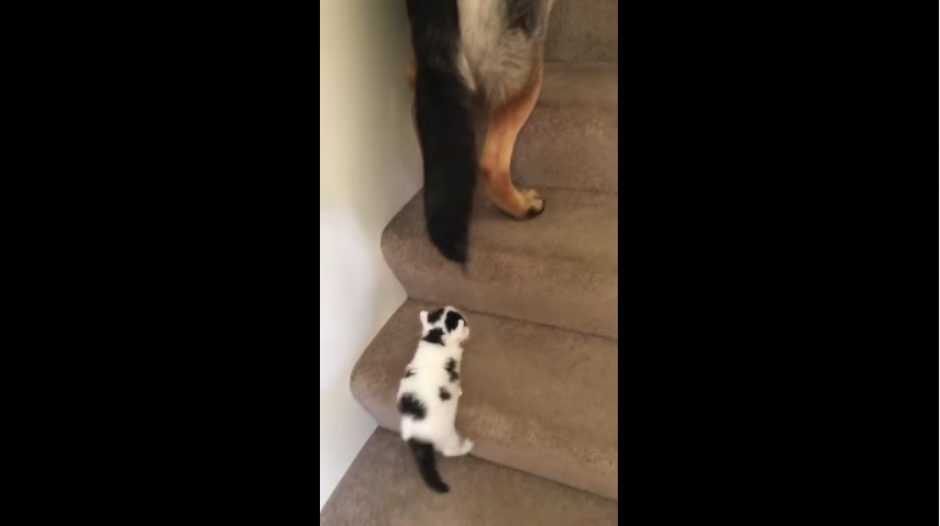 El gatito persegu&iacute;a al perro, pero las gradas eran muy altas para &eacute;l. (Captura Youtube)