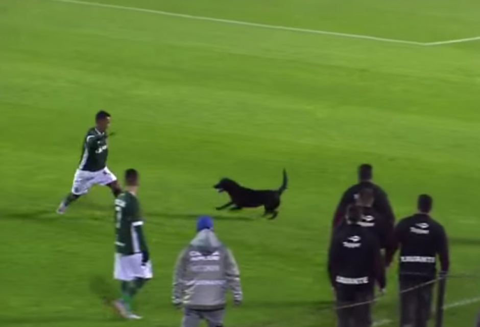 El perro sigui&oacute; al jugador por toda la cancha sin que lo detuvieran. (Imagen: Captura de pantalla)