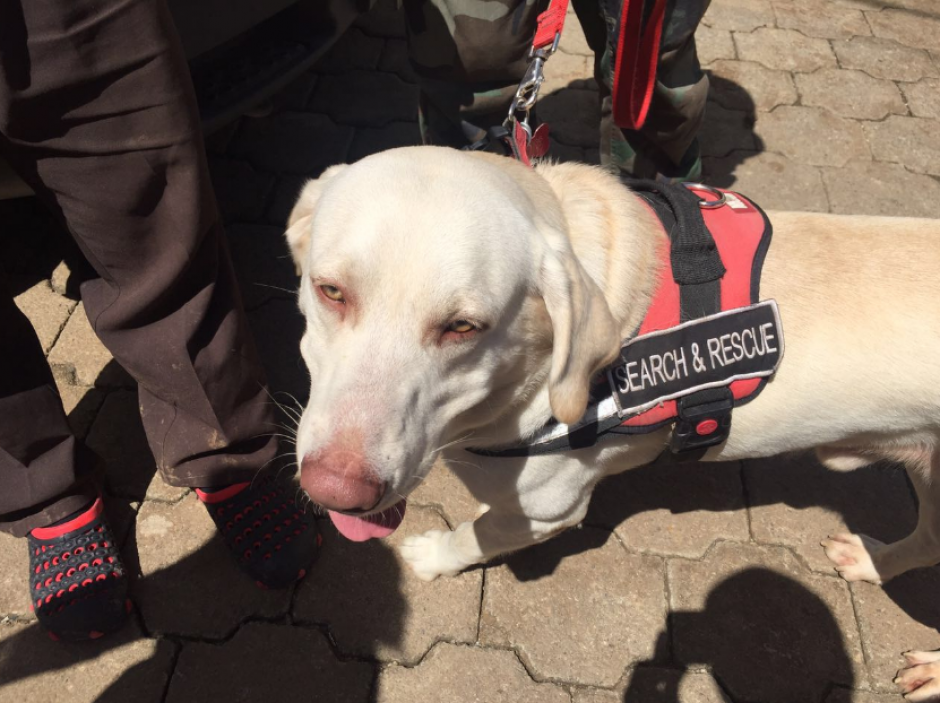 Adem&aacute;s de profesionales de Coned y bomberos, un perro llamado Drago apoya la labor de b&uacute;squeda en el r&iacute;o Platanitos. (Foto: Conred)