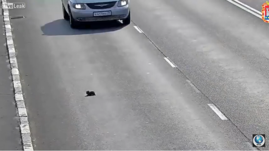El gatito cae de una camioneta y queda indefenso sobre la cinta asf&aacute;ltica. (Captura Youtube)