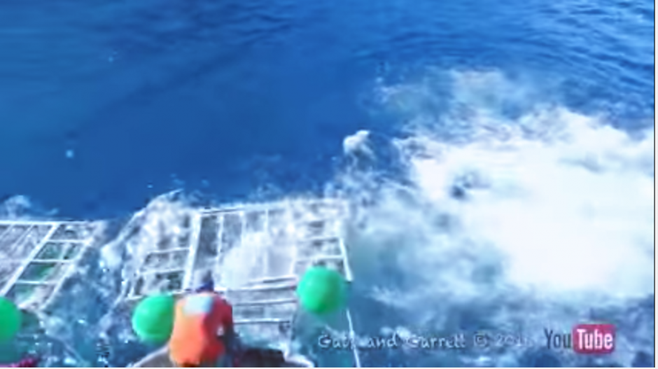 Los organizadores del recorrido tur&iacute;stico tratan de liberar al buceador del peligroso tibur&oacute;n. (Captura Youtube)