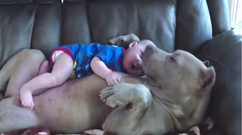 El beb&eacute; y la mascota se han robado el coraz&oacute;n de los internautas. (Imagen: captura de video)