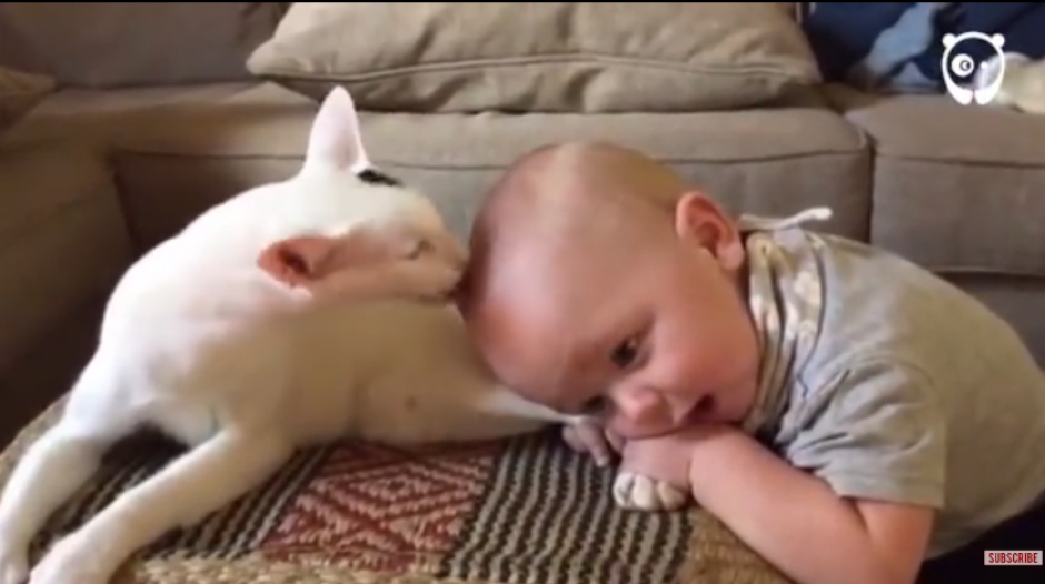 Un beb&eacute; recibe una tierna reacci&oacute;n de un gato adoptado. (Imagen: captura de YouTube) 