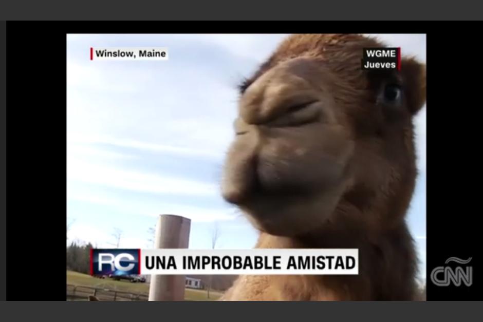 C&eacute;sar el camello, es el gu&iacute;a de su amiga Dolly. (Imagen: captura de video)