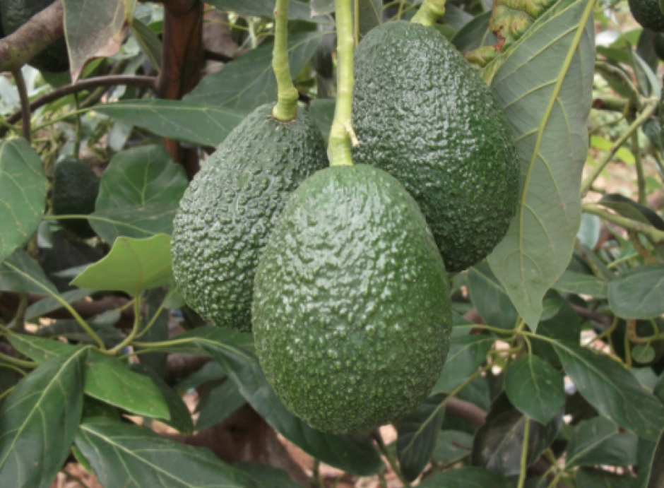 Los aguacates deber&iacute;an ser cortados antes de febrero de 2017, seg&uacute;n las autoridades. (Foto: Con fines ilustrativos/Universidad Nacional de Colombia)