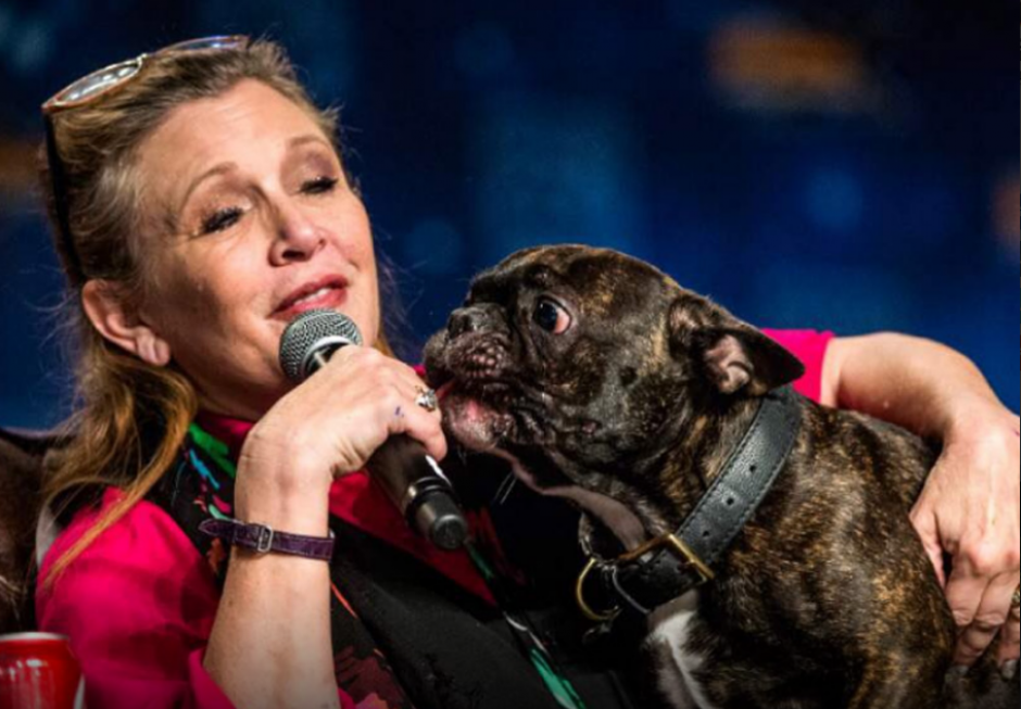 La mascota de Carrie Fisher es la que m&aacute;s sufre su partida. (Foto: periodicocorreo.com.mx) 