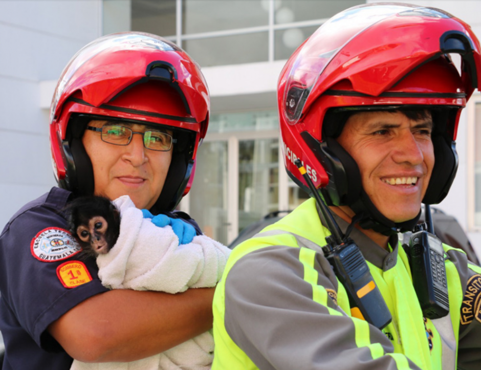 El animal fue rescatado del alambrado en un sector de la zona 14. (Foto: Bomberos Municipales) 