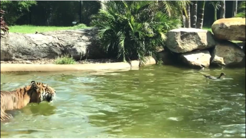 El tigre esperaba atrapar al indefenso pato que estaba en un estanque. (Captura Video)