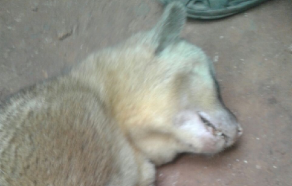 Las imágenes del micoleón fueron compartidas a través de las redes sociales. (Foto: Twitter, @shekano)