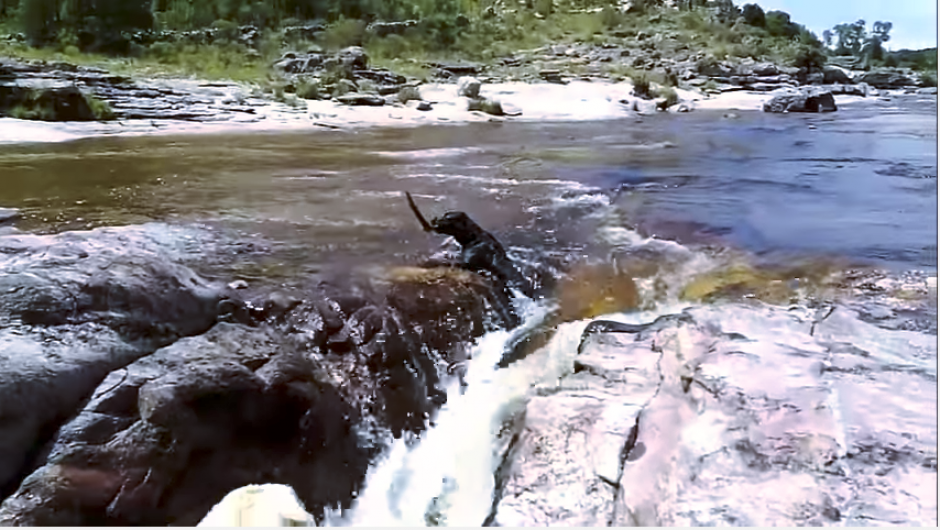 El perro corre para alcanzar la vara que le tir&oacute; su due&ntilde;o y que cae al r&iacute;o. (Captura Youtube)