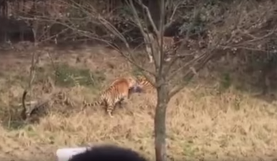 El mortal ataque fue captado con los tel&eacute;fonos celulares de los visitantes del zool&oacute;gico. (Imagen: YouTube)