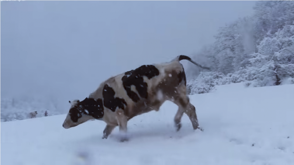 Las vacas disfrutaron de la nevada y jugaron bajo la tormenta. (Captura Youtube)