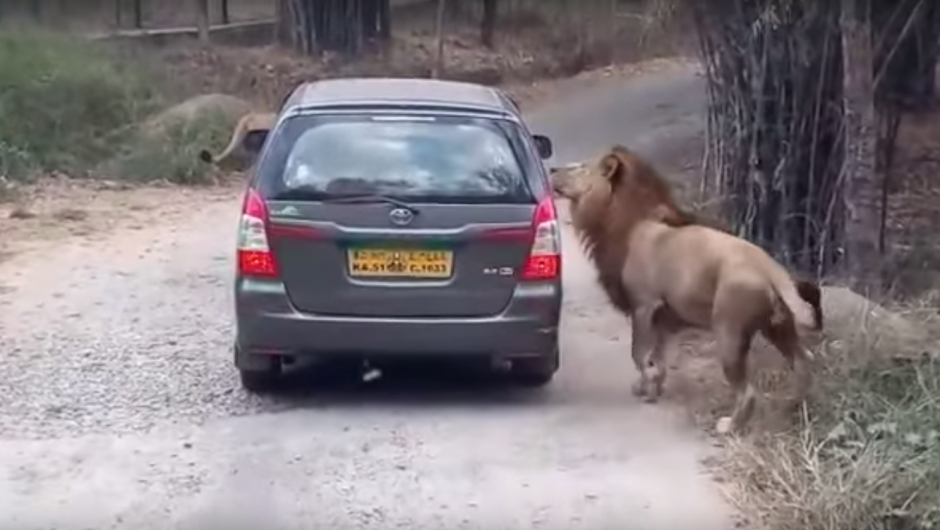El hecho fue grabado en un parque biol&oacute;gico de la India por el conductor de un autob&uacute;s del lugar. (Imagen: captura de YouTube)