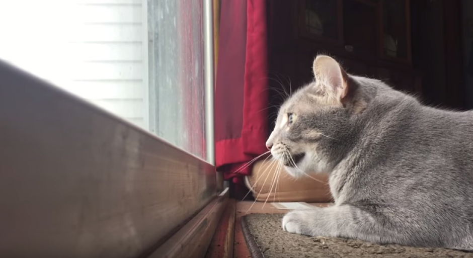 El video de un gato se ha viralizado en internet, sin haber alguna raz&oacute;n aparente para ser tan popular. (Foto: Captura de YouTube)